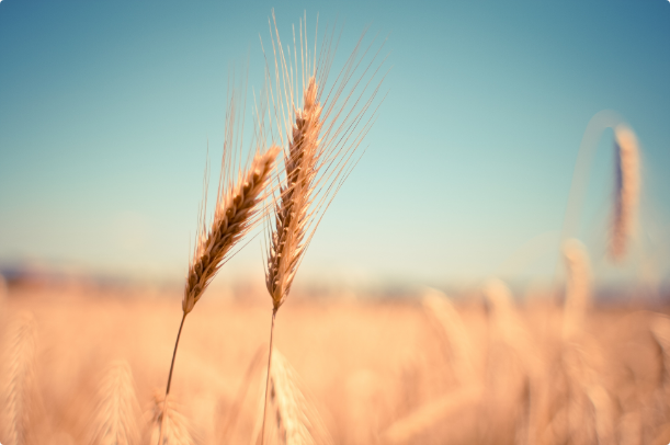 wheat-865152.png